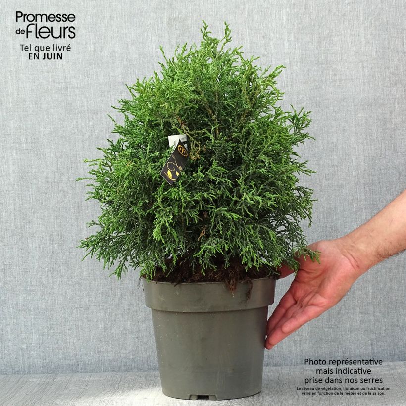 Chamaecyparis obtusa Lycopodioides - Ciprés hinoki Maceta 4L/5L Ejemplar entregado en la primavera