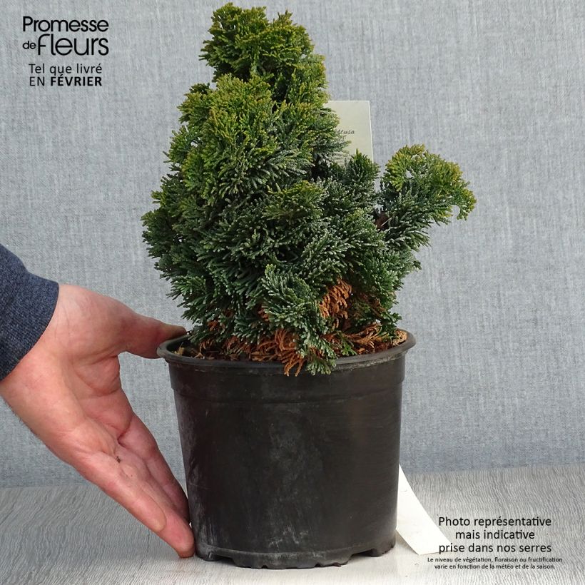Chamaecyparis obtusa Nana Gracilis - Ciprés hinoki Maceta 2L/3L Ejemplar entregado en invierno