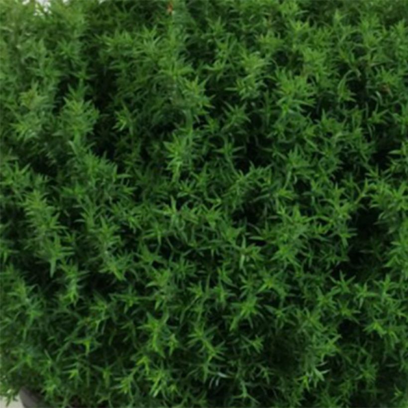 Chamaecyparis obtusa Wissel - Ciprés hinoki (Follaje)