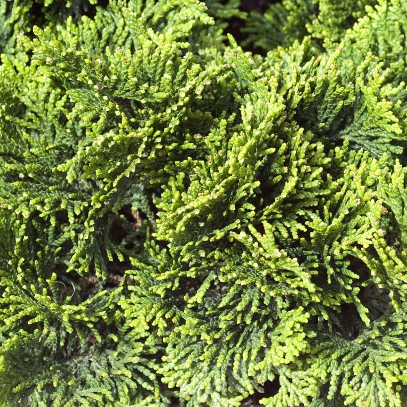 Chamaecyparis obtusa Contorta - Ciprés hinoki (Follaje)