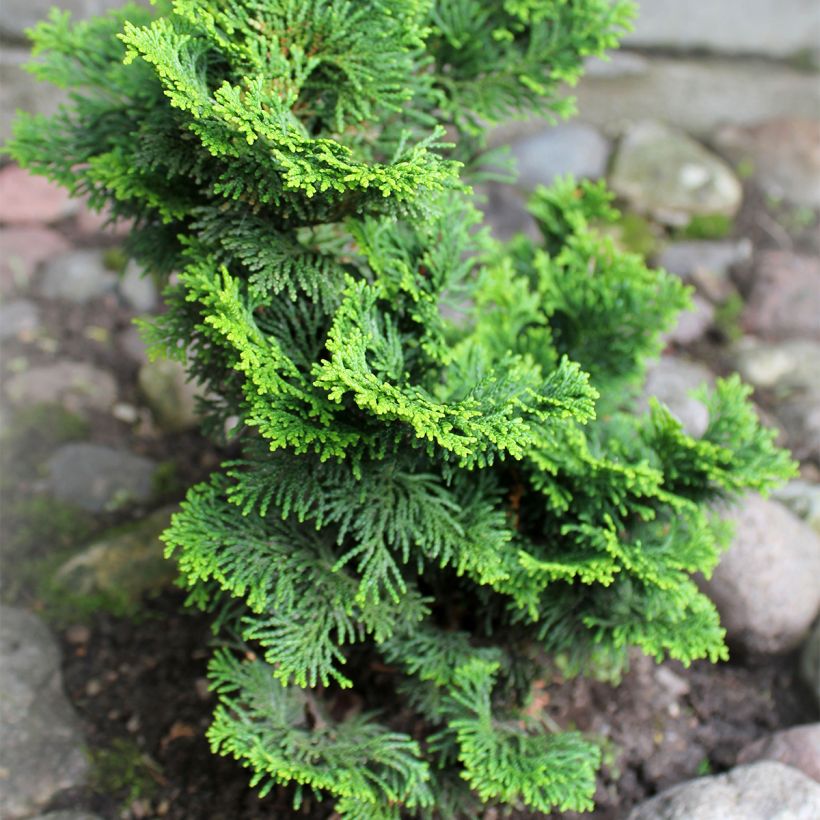 Chamaecyparis obtusa Contorta - Ciprés hinoki (Porte)