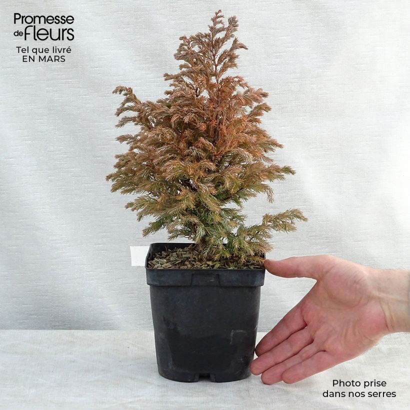 Chamaecyparis pisifera Boulevard - Falso ciprés sawara Maceta 2L/3L Ejemplar entregado en la primavera