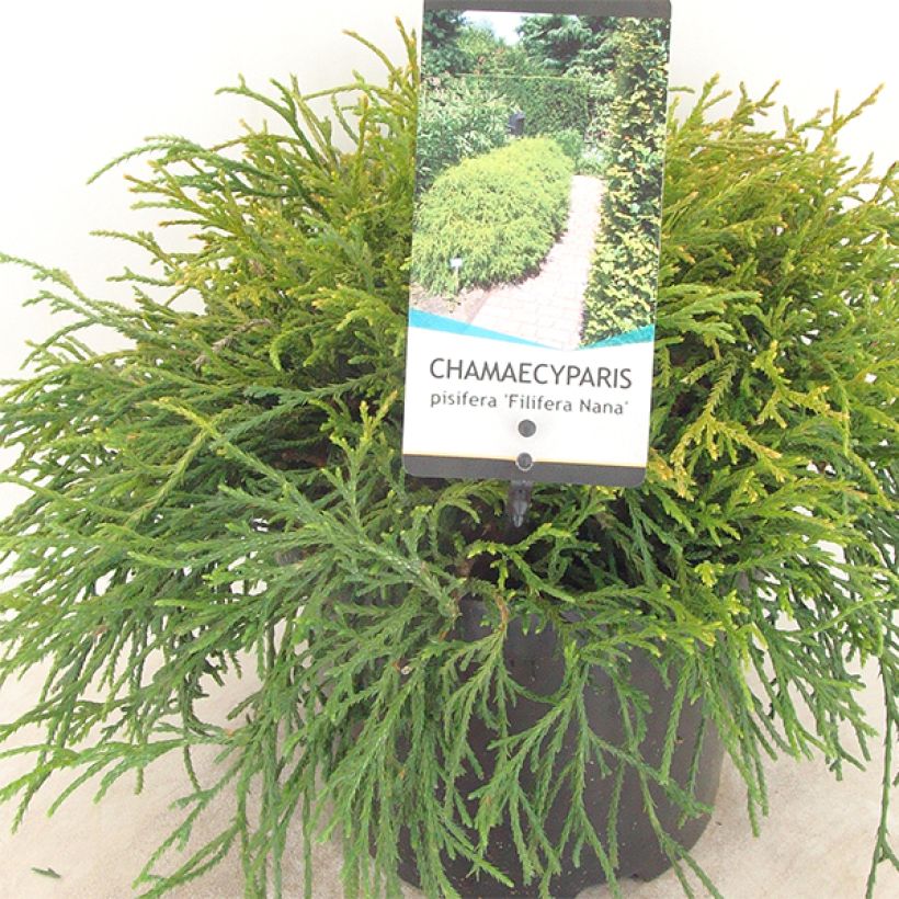 Chamaecyparis pisifera Filifera Nana - Falso ciprés sawara (Porte)