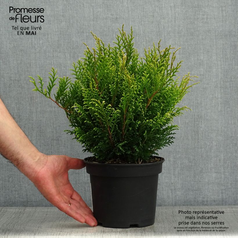 Chamaecyparis pisifera Filip's Happy Day - Falso ciprés sawara Maceta 2L/3L Ejemplar entregado en la primavera