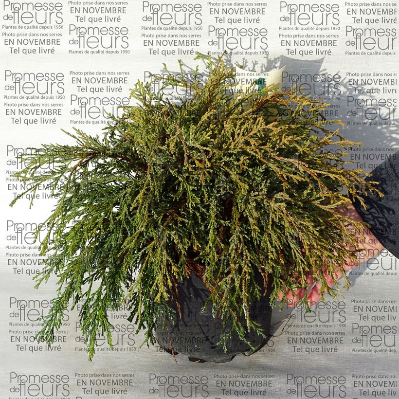 Ejemplo de ejemplar de Chamaecyparis pisifera Kaatje - Falso ciprés sawara Maceta 2L/3L tal y como se entrega