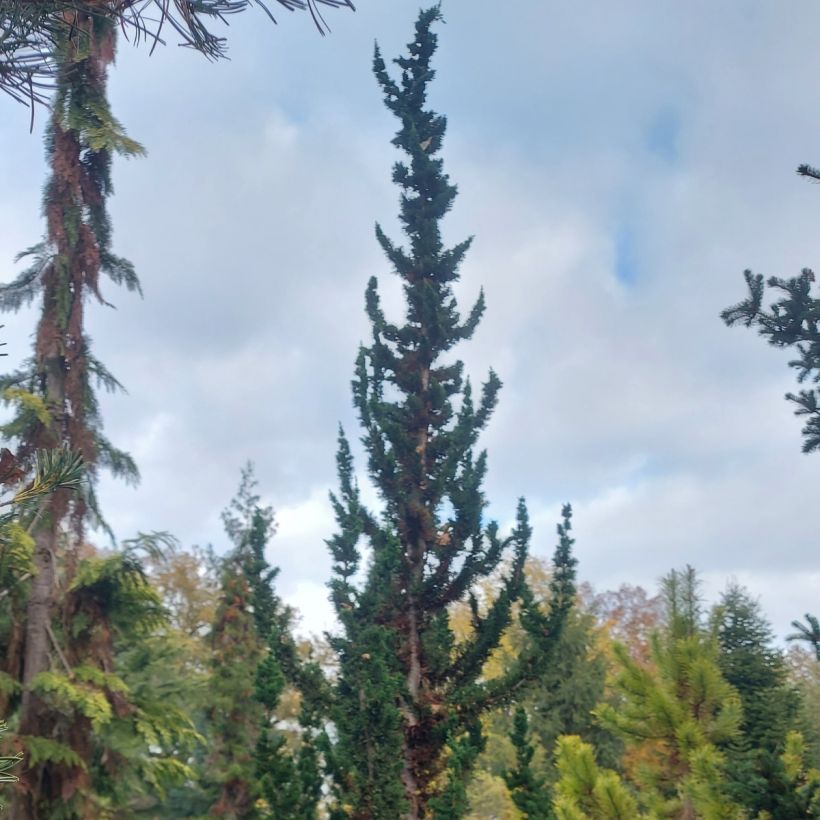 Chamaecyparis lawsoniana Wissel's Saguaro (Porte)