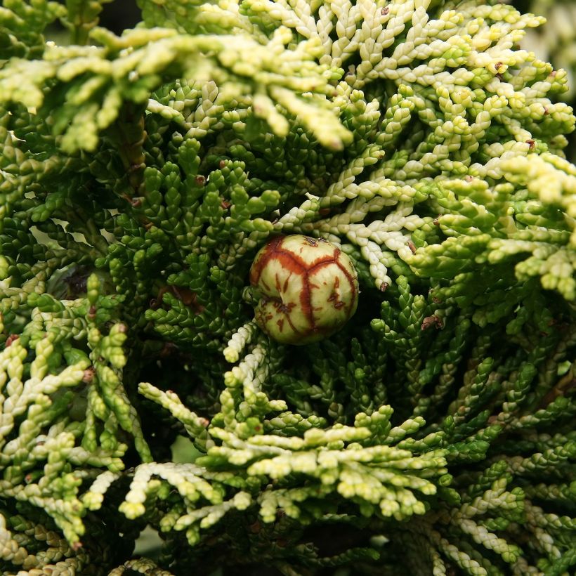 Chamaecyparis obtusa Nana Aurea - Ciprés hinoki (Cosecha)