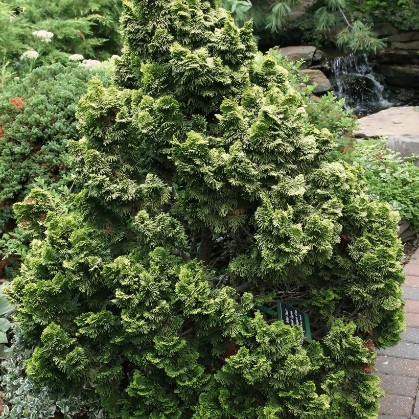 Chamaecyparis obtusa Nana Aurea - Ciprés hinoki (Porte)