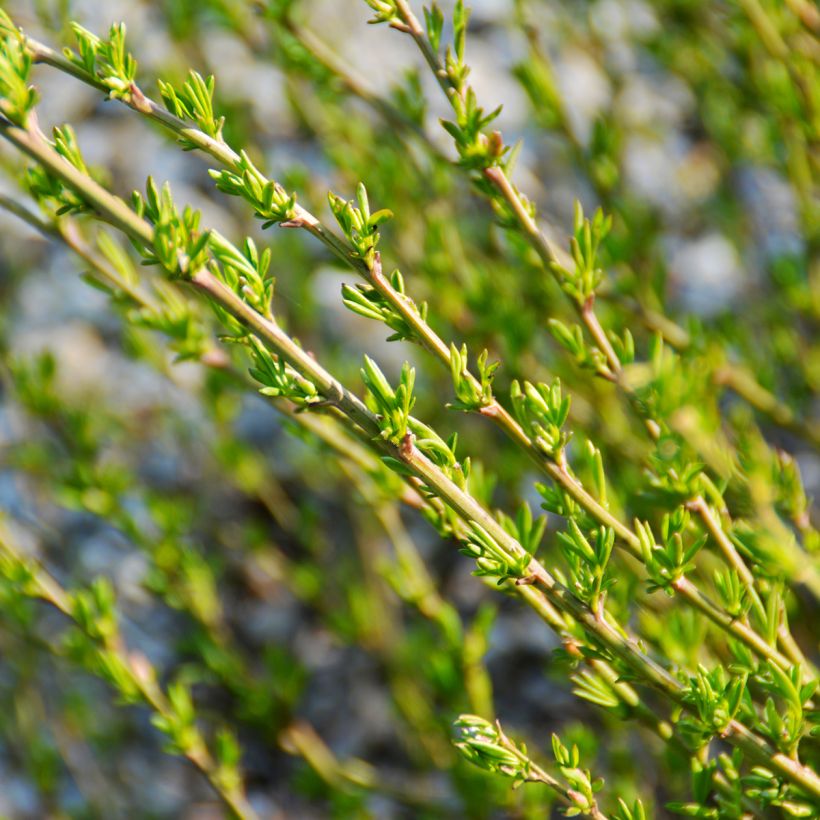 Chamaecytisus purpureus (Follaje)