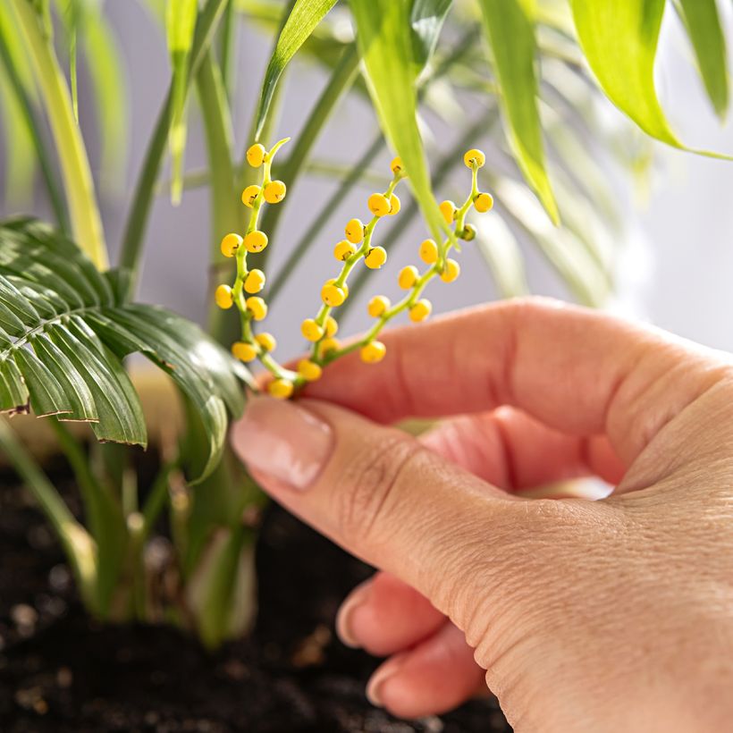 Chamaedorea elegans - Palmera de salón (Floración)