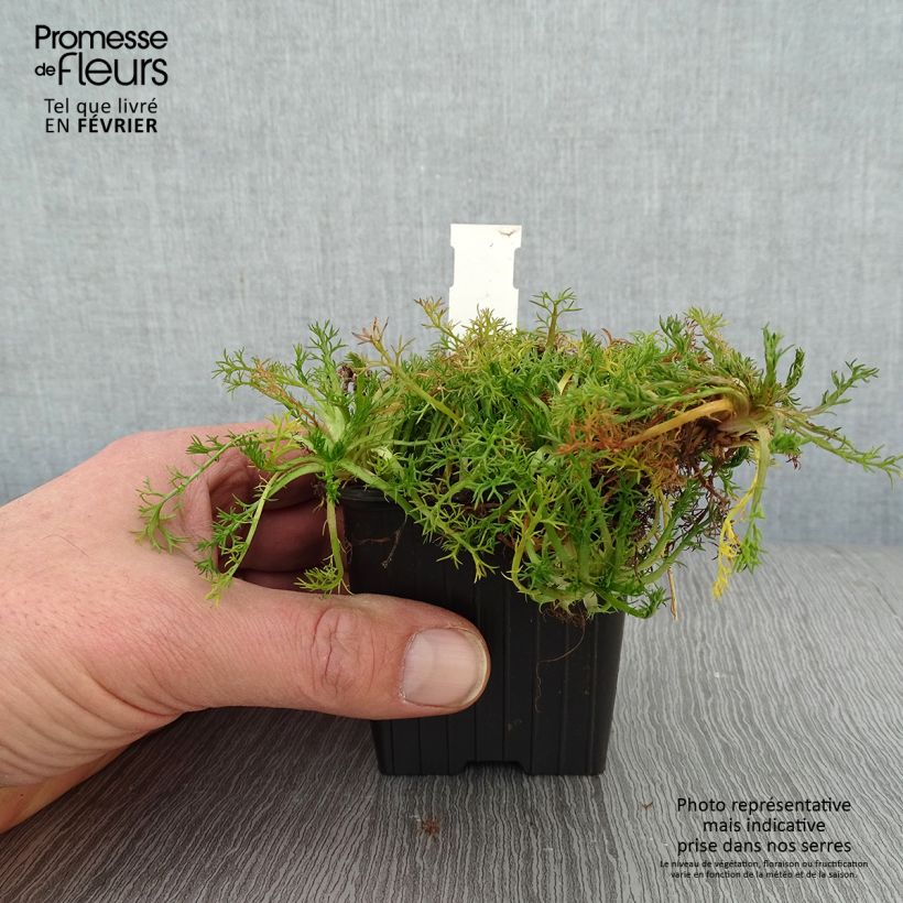 Chamaemelum nobile Flore Pleno - Manzanilla romana Maceta de 8/9 cm Ejemplar entregado en invierno