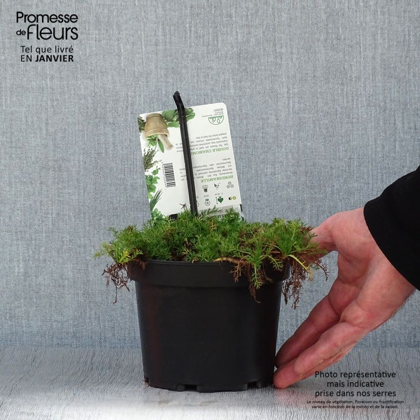 Chamaemelum nobile Flore Pleno - Manzanilla romana Maceta 1,5L/2L Ejemplar entregado en invierno