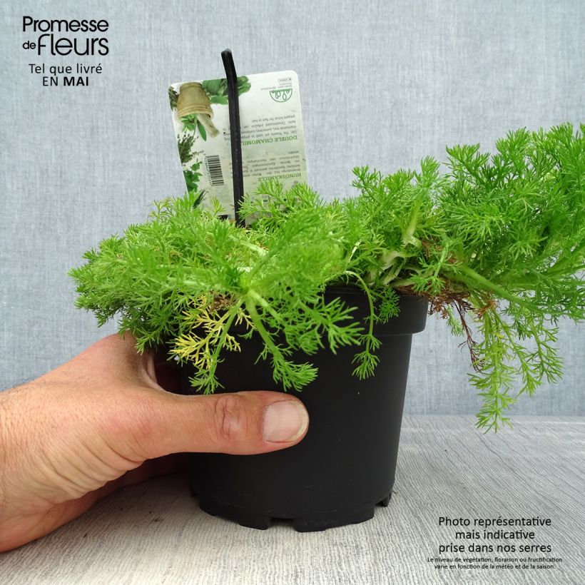 Chamaemelum nobile Flore Pleno - Manzanilla romana Maceta 1,5L/2L Ejemplar entregado en la primavera