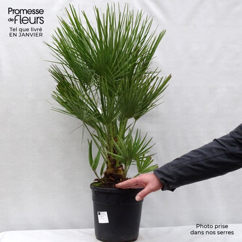 Chamaerops humilis - Palmito Maceta 6L/7L Ejemplar entregado en invierno