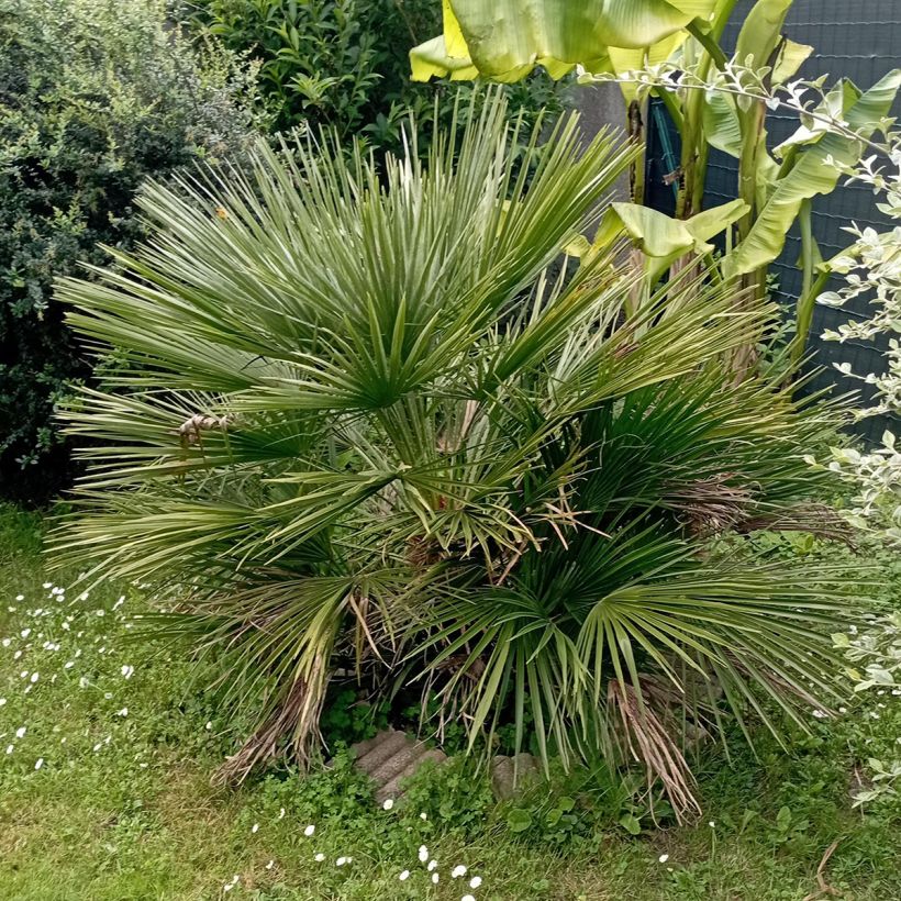 Chamaerops humilis Compacta - Palmito (Porte)