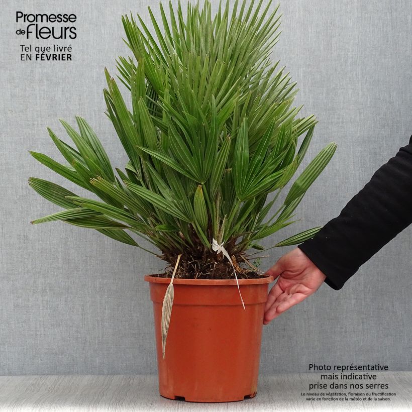 Chamaerops humilis Compacta - Palmito Maceta 6L/7L Ejemplar entregado en invierno