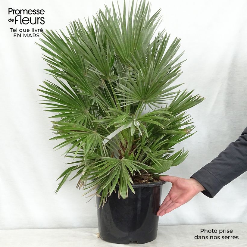 Chamaerops humilis Compacta - Palmito Maceta 6L/7L Ejemplar entregado en la primavera