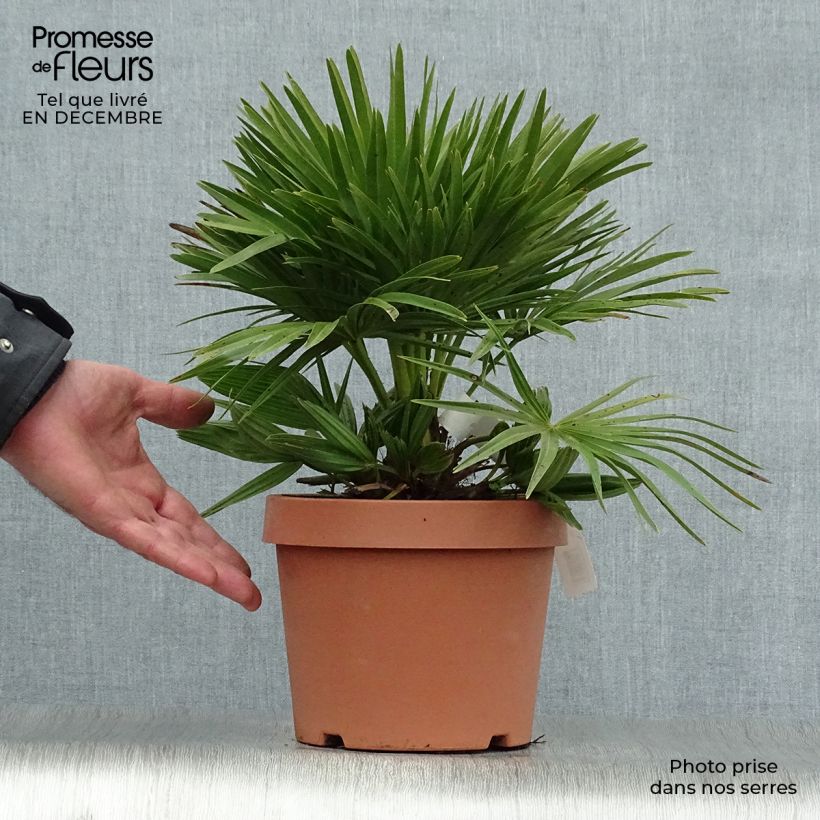 Chamaerops humilis Compacta - Palmito Maceta 2L/3L Ejemplar entregado en invierno