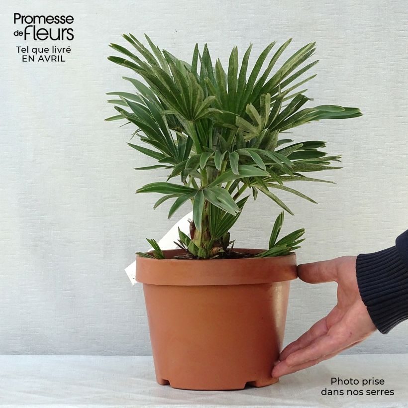 Chamaerops humilis Compacta - Palmito Maceta 2L/3L Ejemplar entregado en la primavera
