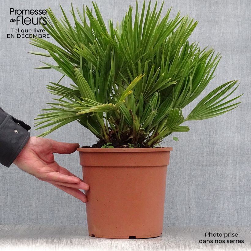 Chamaerops humilis Compacta - Palmito Maceta 4L/5L Ejemplar entregado en invierno