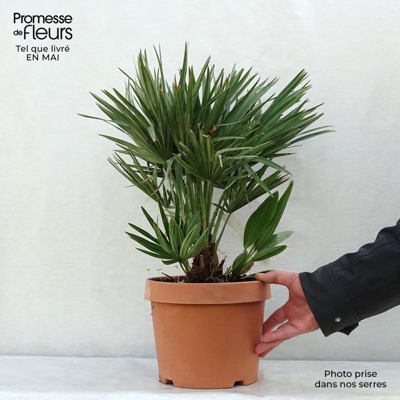 Chamaerops humilis Compacta - Palmito Maceta 4L/5L Ejemplar entregado en la primavera