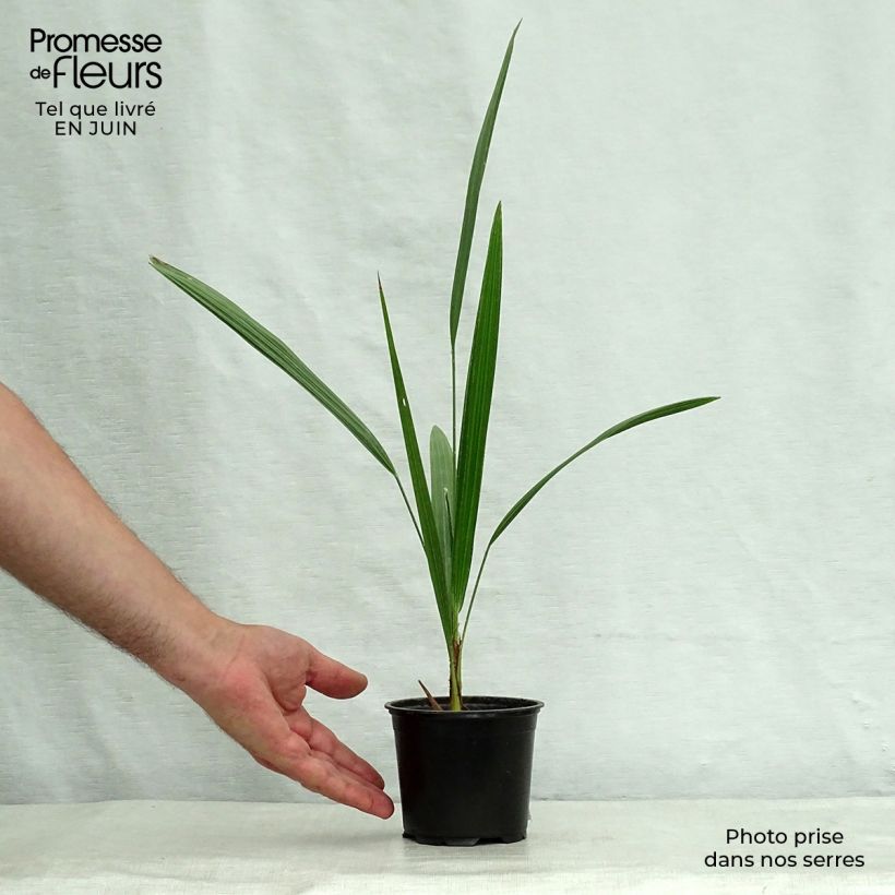 Ejemplar de Chamaerops humilis - Palmito Maceta de 12 cm / 13 cm entregado en verano