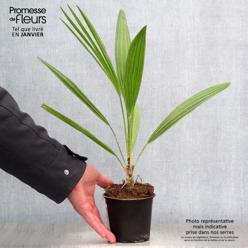 Chamaerops humilis - Palmito Maceta de 12 cm / 13 cm Ejemplar entregado en invierno