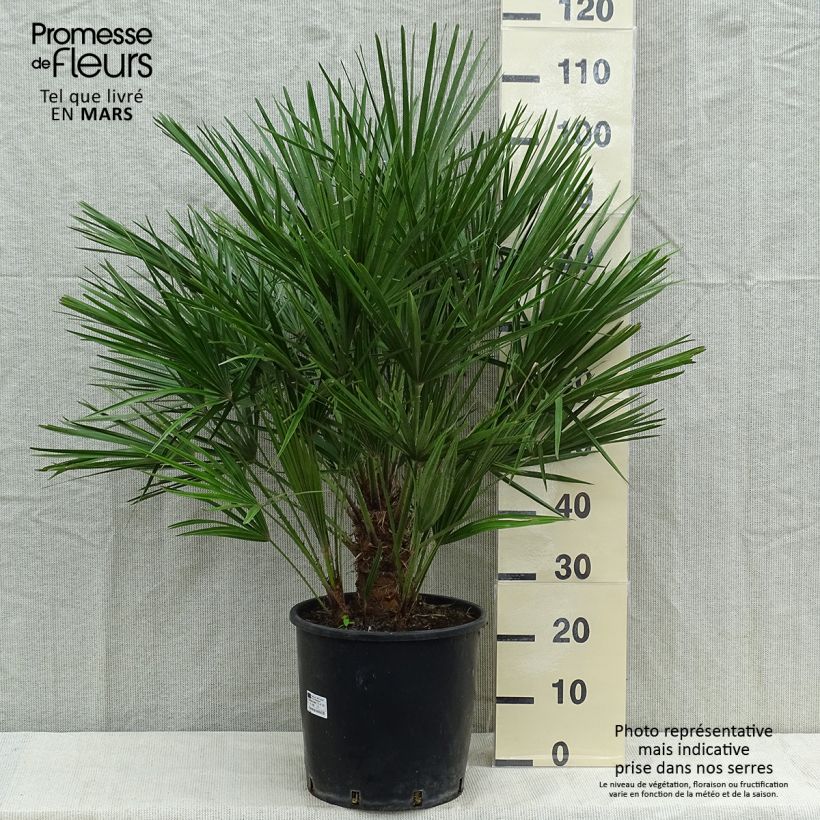 Ejemplar de Chamaerops humilis - Palmito Maceta 12L/15L entregado en otoño