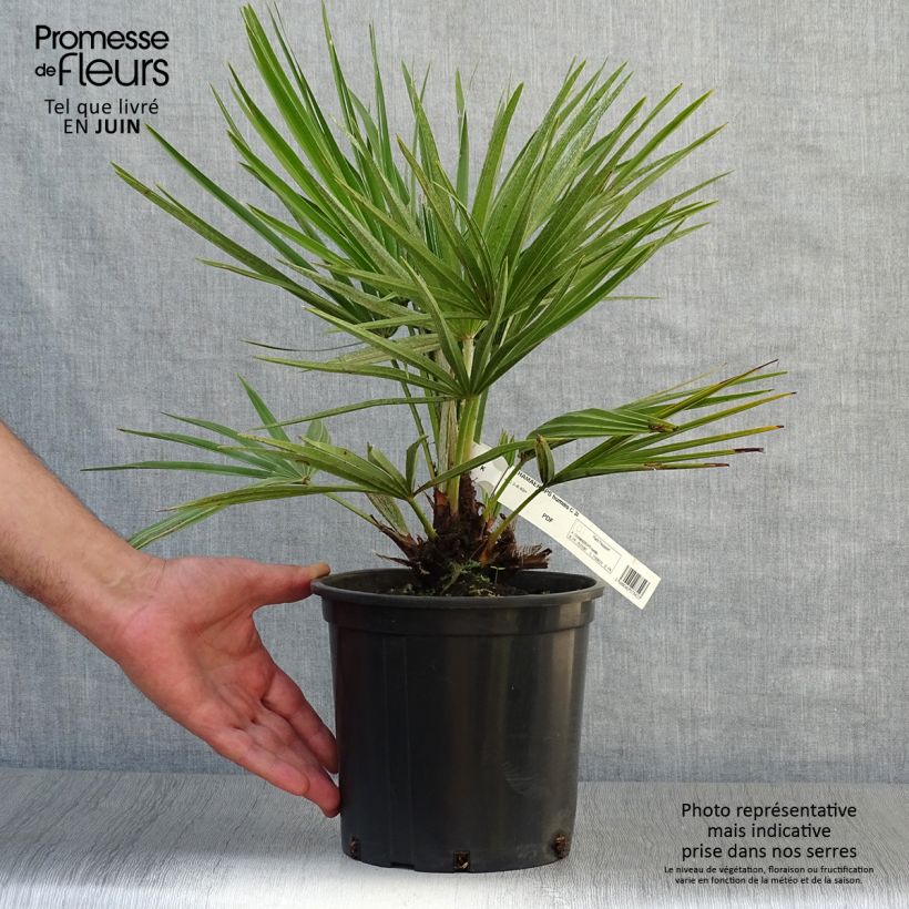 Ejemplar de Chamaerops humilis - Palmito Maceta 2L/3L entregado en verano