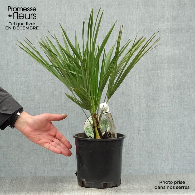 Chamaerops humilis - Palmito Maceta 2L/3L Ejemplar entregado en invierno