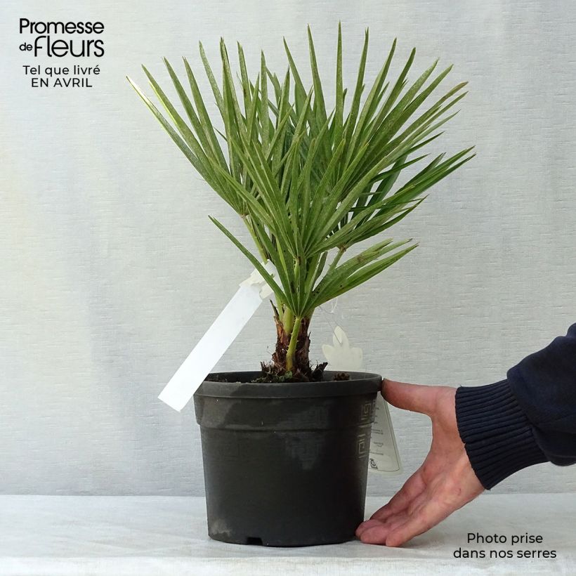 Chamaerops humilis - Palmito Maceta 2L/3L Ejemplar entregado en la primavera
