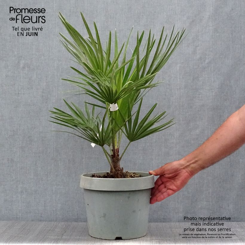 Ejemplar de Chamaerops humilis - Palmito Maceta 6L/7L entregado en verano