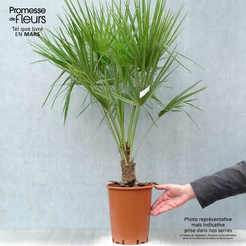 Chamaerops humilis - Palmito Maceta 6L/7L Ejemplar entregado en la primavera
