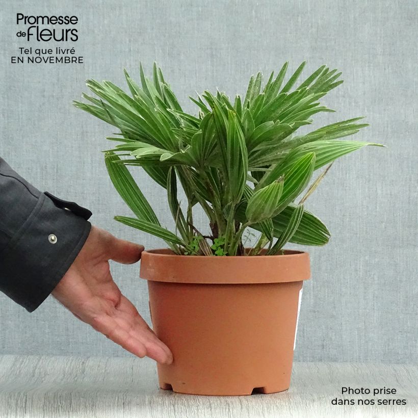 Ejemplar de Chamaerops humilis Vulcano - Palmito Maceta 2L/3L entregado en otoño
