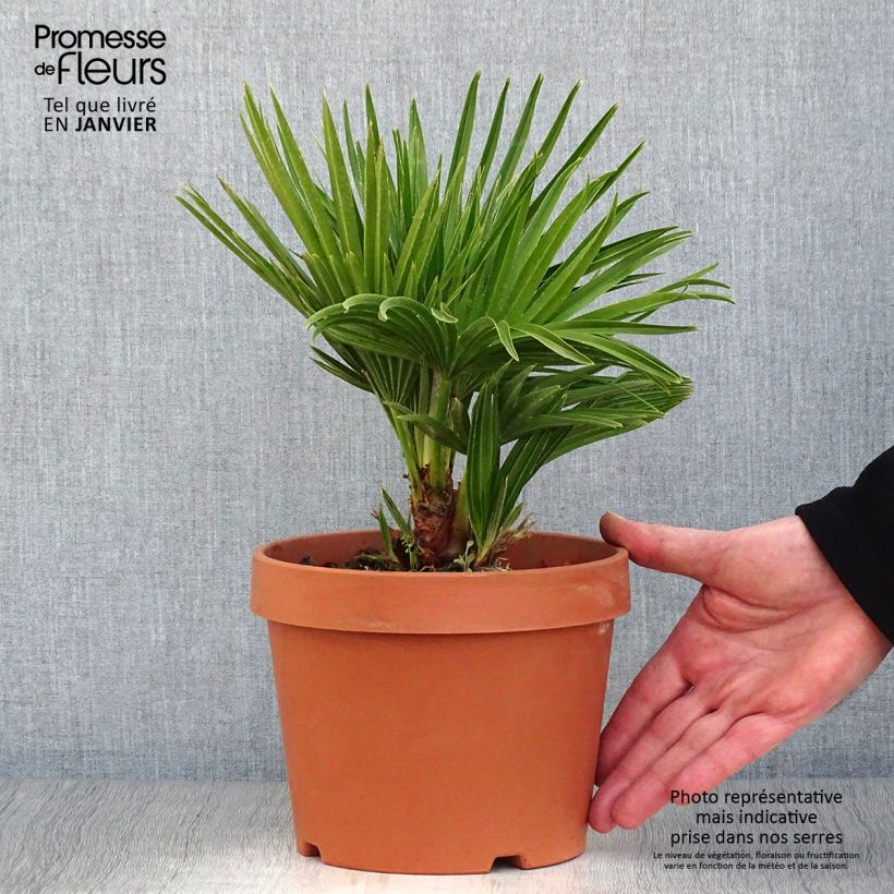 Chamaerops humilis Vulcano - Palmito Maceta 2L/3L Ejemplar entregado en invierno