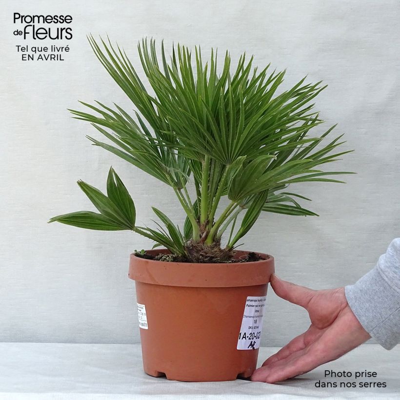 Chamaerops humilis Vulcano - Palmito Maceta 2L/3L Ejemplar entregado en la primavera