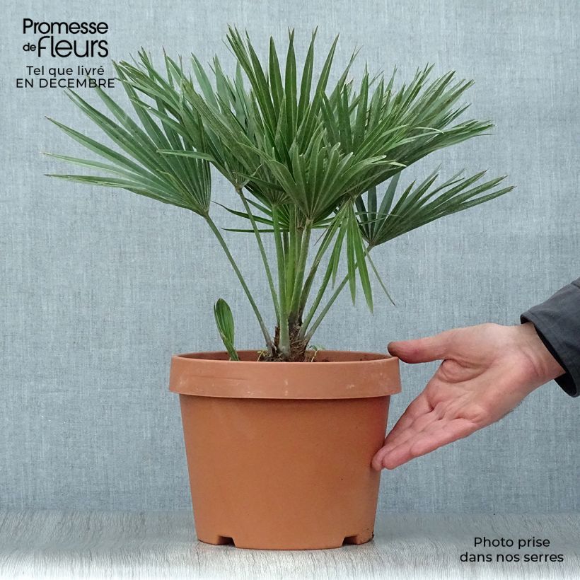 Chamaerops humilis Vulcano - Palmito Maceta 4L/5L Ejemplar entregado en invierno