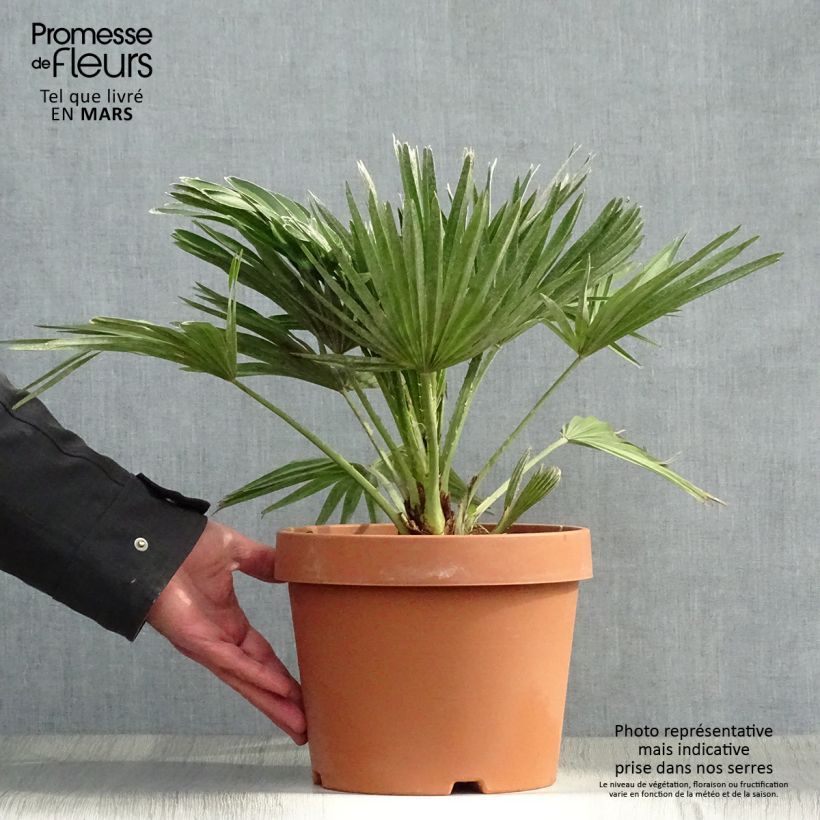 Chamaerops humilis Vulcano - Palmito Maceta 4L/5L Ejemplar entregado en la primavera