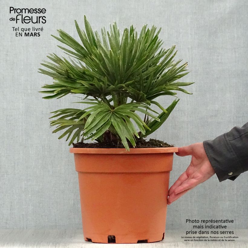 Chamaerops humilis Vulcano - Palmito Maceta 6L/7L Ejemplar entregado en la primavera