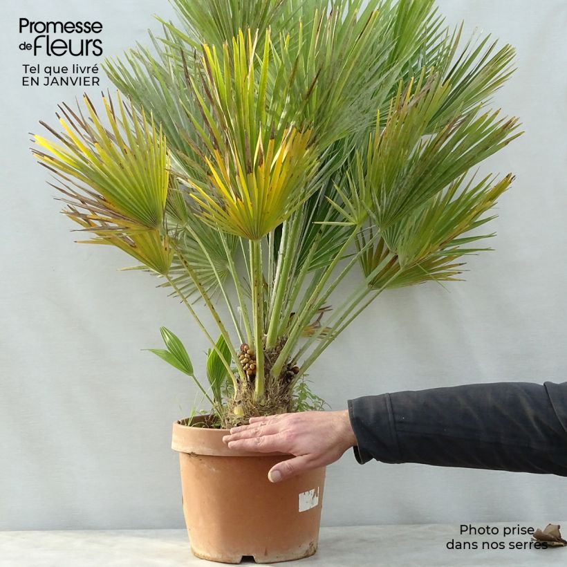 Chamaerops humilis Vulcano - Palmito Maceta 6L/7L Ejemplar entregado en invierno