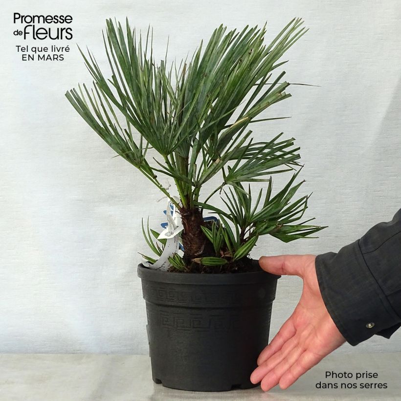 Chamaerops humilis var. cerifera - Palmito Maceta 3L/4L Ejemplar entregado en la primavera