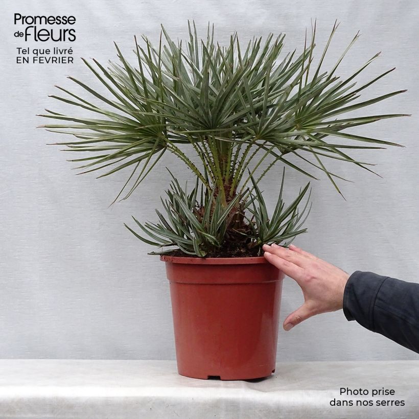Chamaerops humilis var. cerifera - Palmito Maceta 7,5L/10L Ejemplar entregado en invierno
