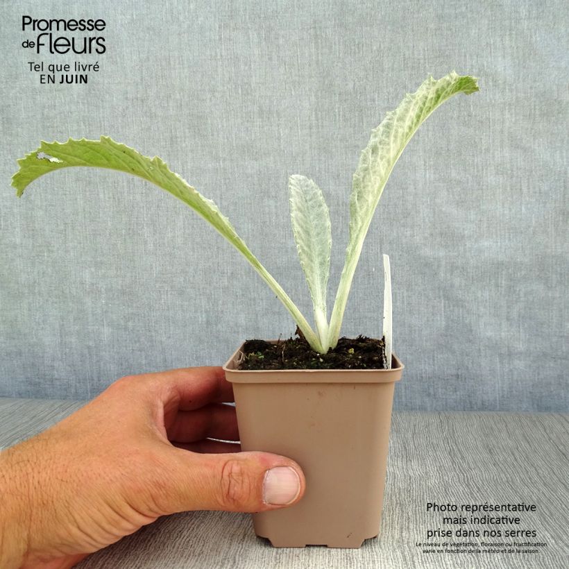 Ejemplar de Onopordum nervosum - Cardo gigante Maceta de 8/9 cm entregado en verano
