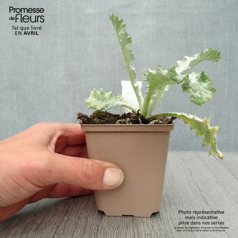 Onopordum nervosum - Cardo gigante Maceta de 8/9 cm Ejemplar entregado en la primavera