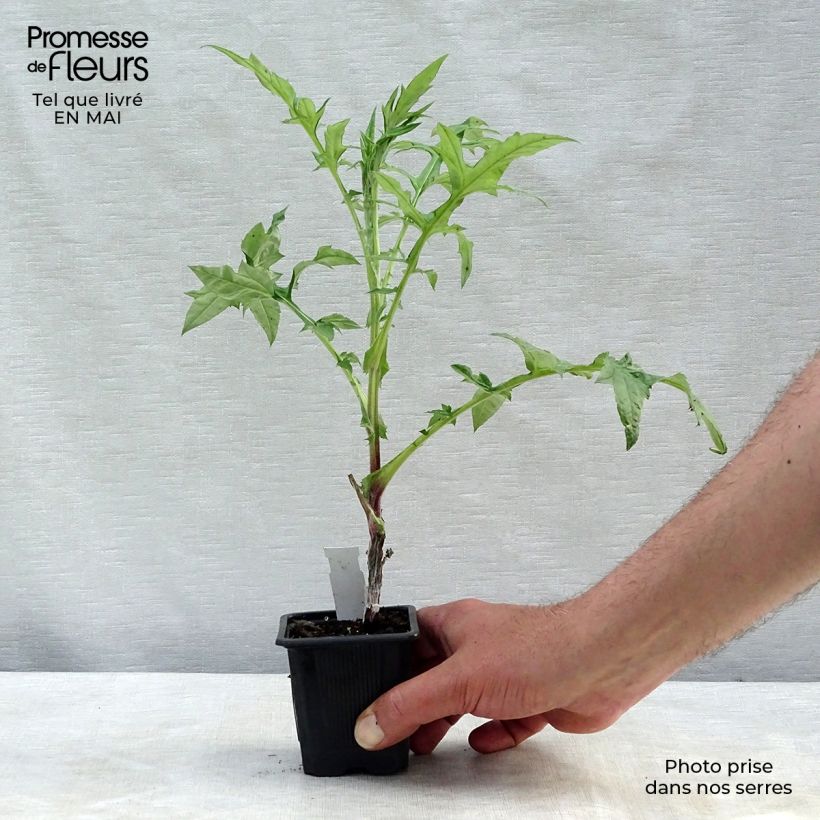 Echinops bannaticus Star Frost - Cardo globo azul Maceta de 8/9 cm Ejemplar entregado en la primavera