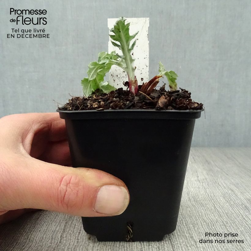 Echinops bannaticus Star Frost - Cardo globo azul Maceta de 8/9 cm Ejemplar entregado en invierno