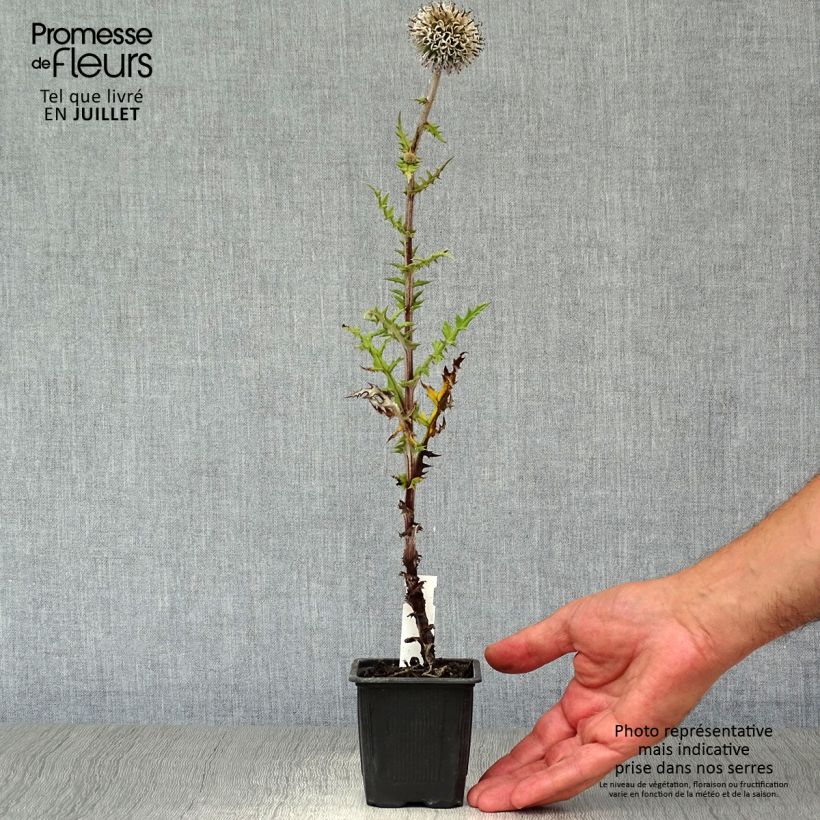 Ejemplar de Echinops sphaerocephalum Arctic Glow - Cardo cabezón Maceta de 8/9 cm entregado en verano