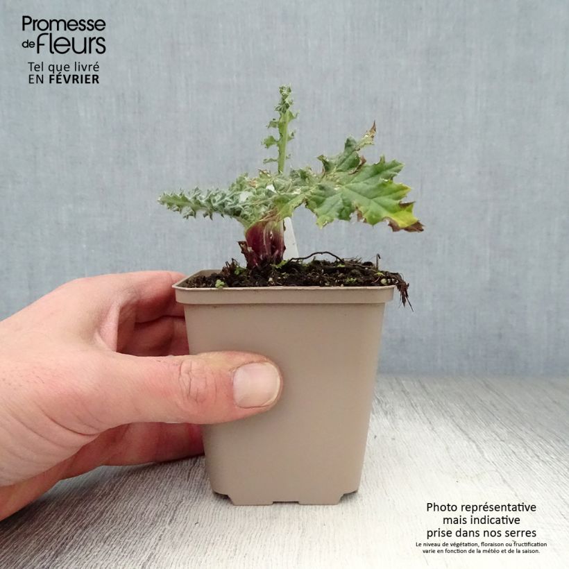 Echinops sphaerocephalum Arctic Glow - Cardo cabezón Maceta de 8/9 cm Ejemplar entregado en invierno