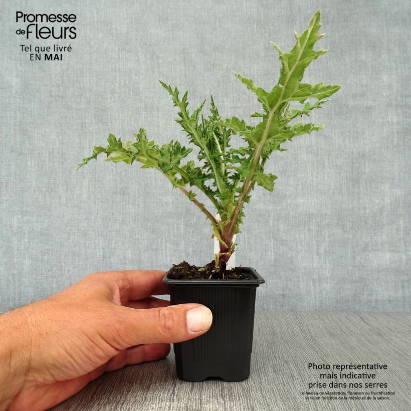 Echinops sphaerocephalum Arctic Glow - Cardo cabezón Maceta de 8/9 cm Ejemplar entregado en la primavera