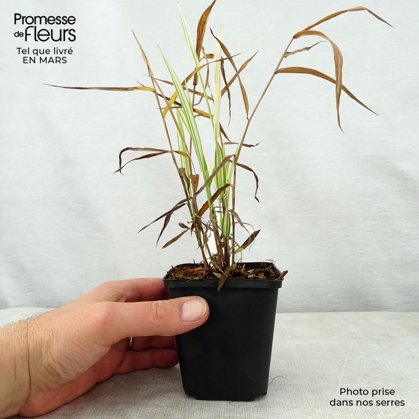 Chasmanthium latifolium River Mist Maceta de 8/9 cm Ejemplar entregado en la primavera